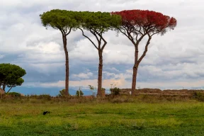 Tres árboles