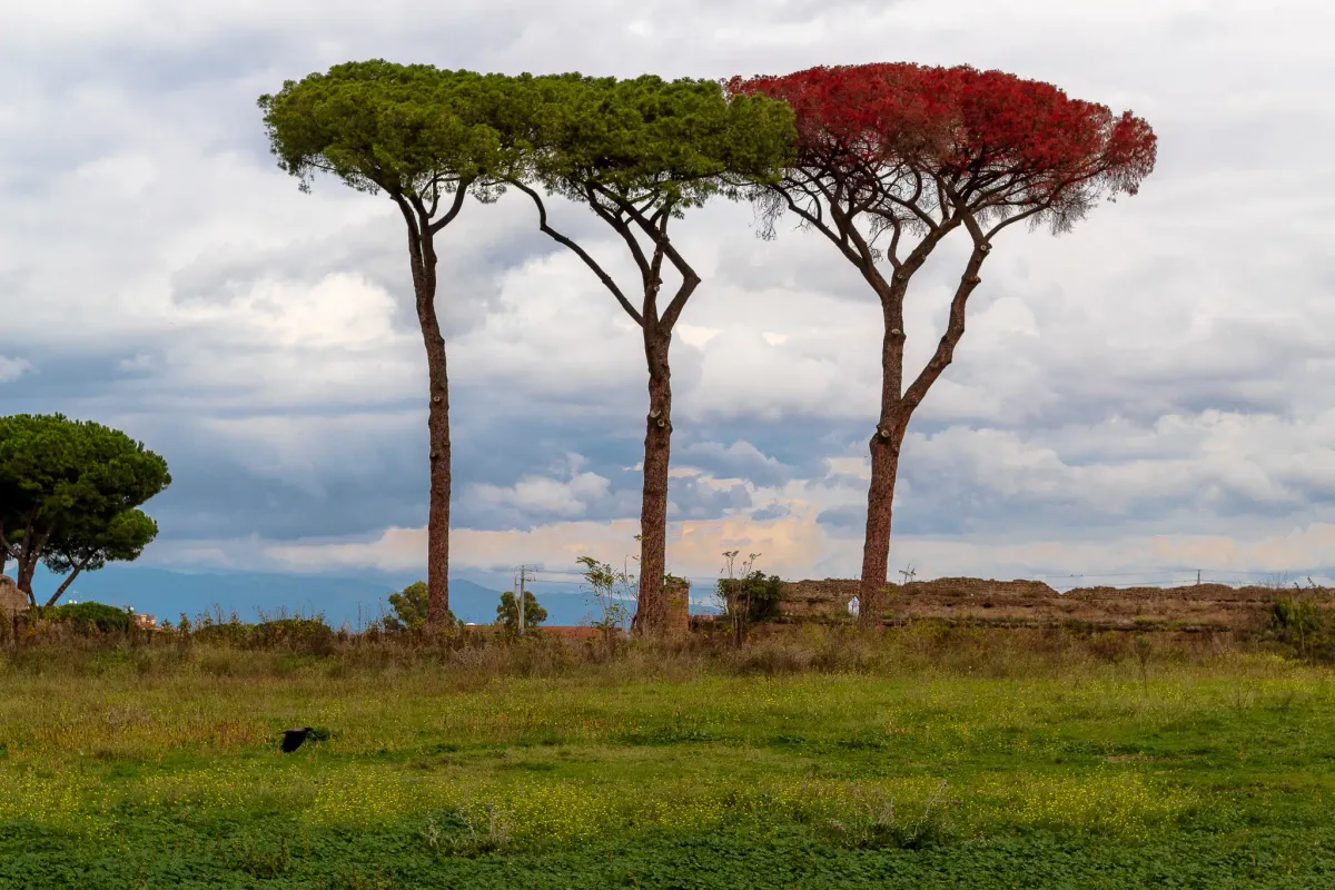 Tres árboles