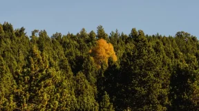 Un árbol muerto