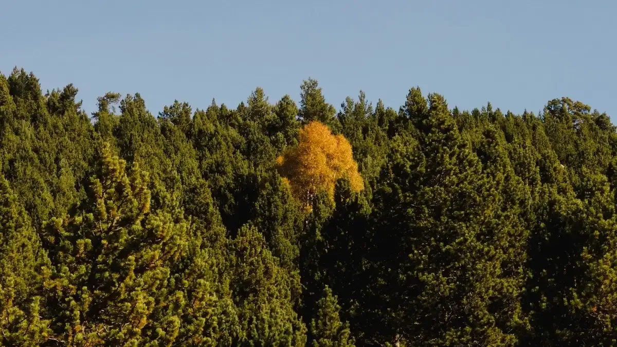 Un árbol muerto