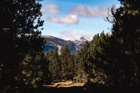 Bosque frondoso